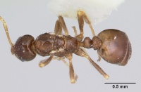 Monomorium talbotae casent0103531 dorsal 1.jpg