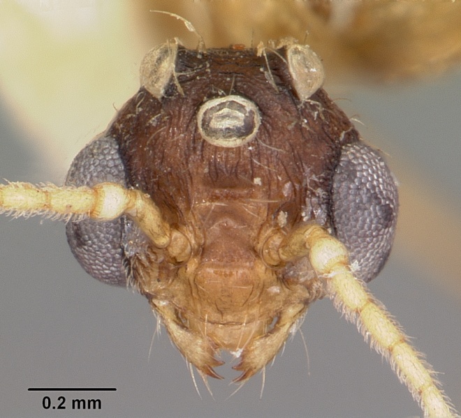 File:Pheidole prelli casent0104603 head 1.jpg