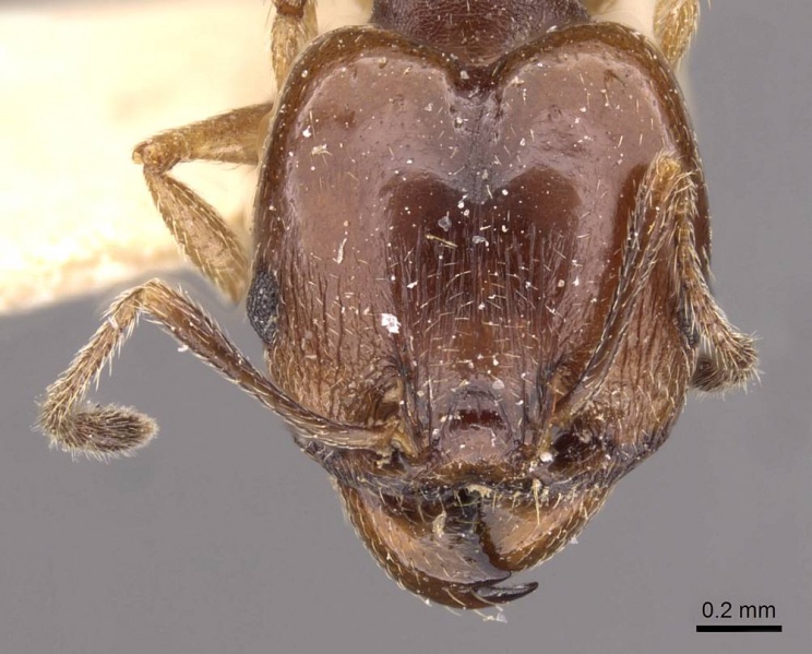 File:Pheidole semilaevis casent0908202 h 1 high.jpg