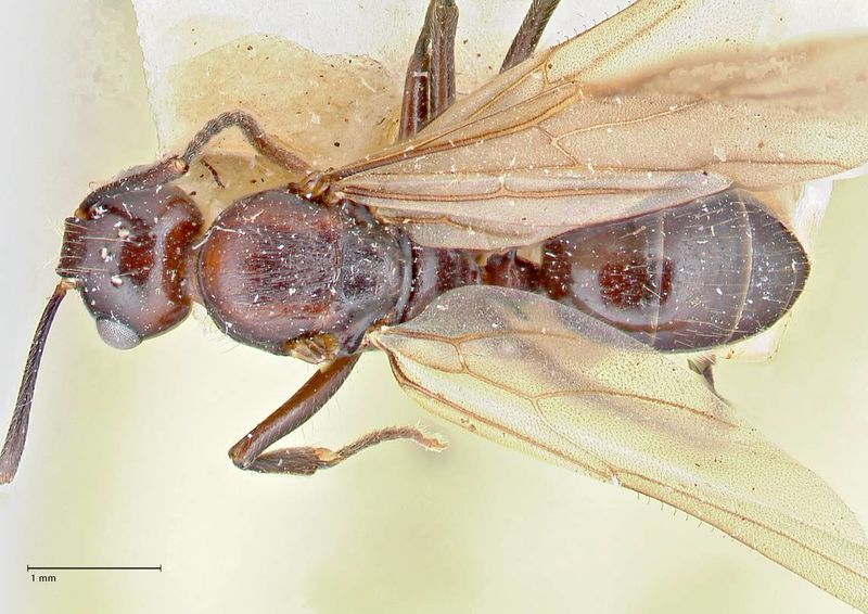 File:Polyrhachis agesilas focol2674 d 1 high.jpg