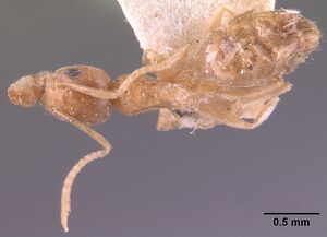 Technomyrmex madecassus casent0101636 dorsal 2.jpg