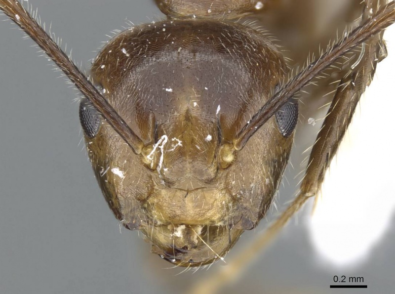 File:Camponotus belumensis casent0905897 h 1 high.jpg