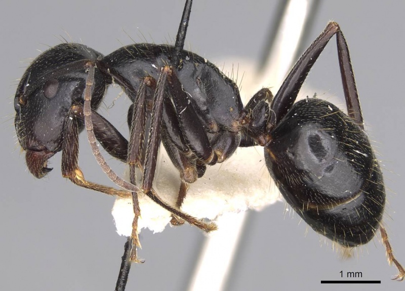 File:Camponotus cleobulus casent0906924 p 1 high.jpg