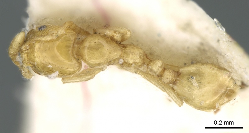 File:Monomorium baushare casent0906342 d 1 high.jpg