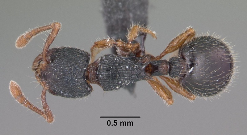 File:Myrmecina americana casent0103049 dorsal 1.jpg