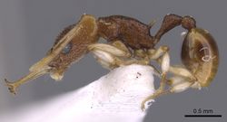 Orectognathus robustus casent0900018 p 1 high.jpg