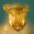 Aenictus changmaianus head (www.niaes.affrc.go.jp).jpg