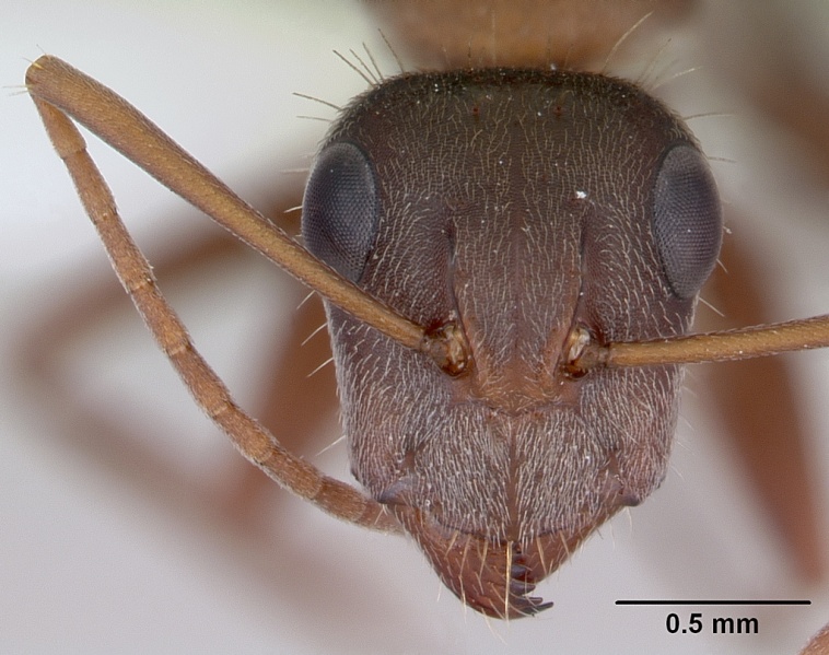 File:Camponotus rosariensis casent0173443 head 1.jpg