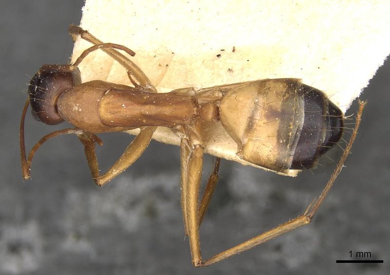 File:Camponotus thoracicus casent0910252 d 1 high.jpg