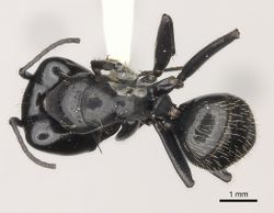 Camponotus vividus casent0217715 d 1 high.jpg