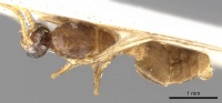 Crematogaster consternens casent0902127 d 1 high.jpg