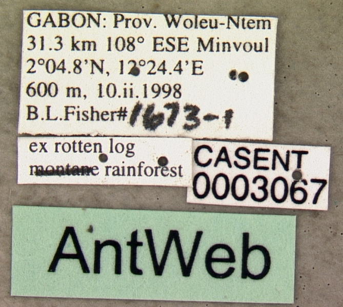 File:Plectroctena minor casent0003067 label 1.jpg