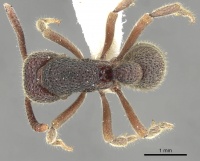 Proceratium foveolatum D casent0902414.jpg