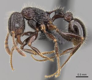 Tetramorium nazgul casent0028625 p 1 high.jpg