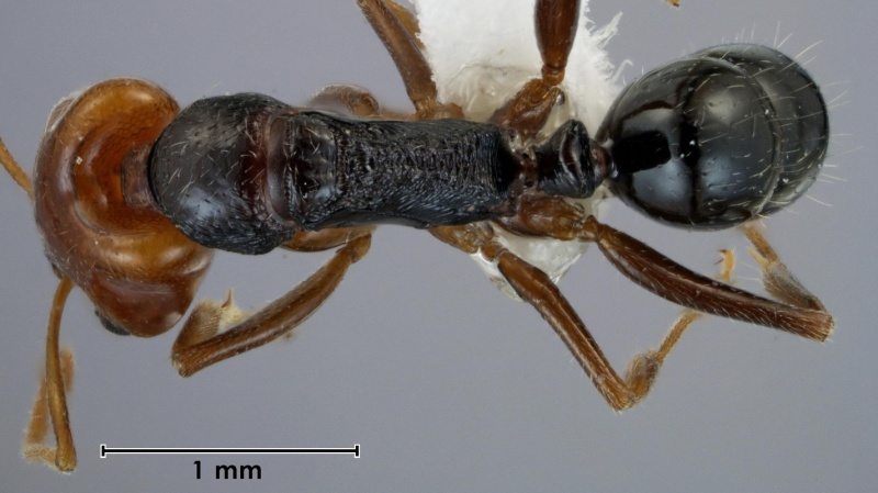 File:Anochetus rufolatus ANIC32-044217 top 32-AntWiki.jpg