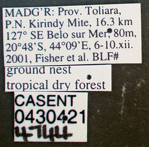 Meranoplus mayri casent0430421 label 1.jpg