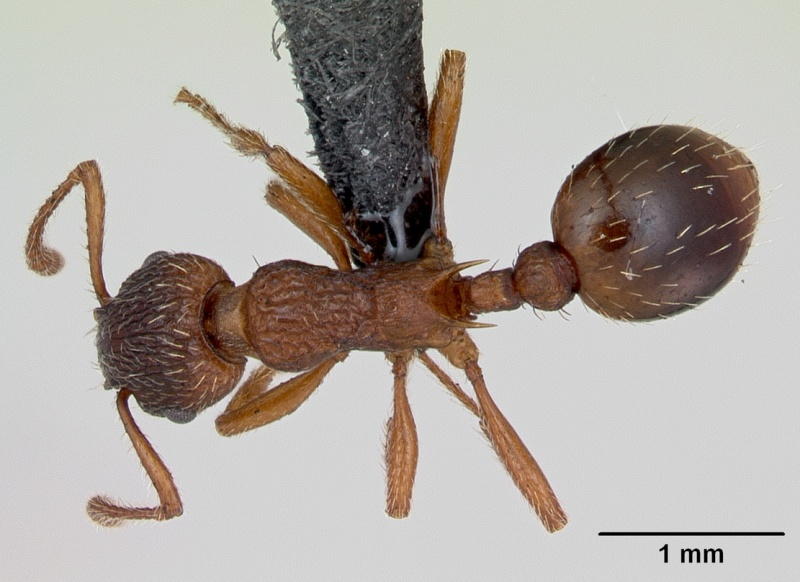 File:Myrmica rugulosa casent0172742 dorsal 1.jpg