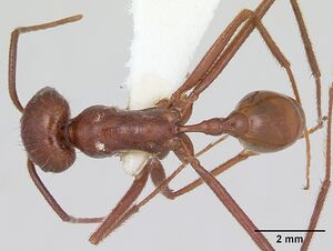 Ocymyrmex ankhu casent0173611 dorsal 1.jpg