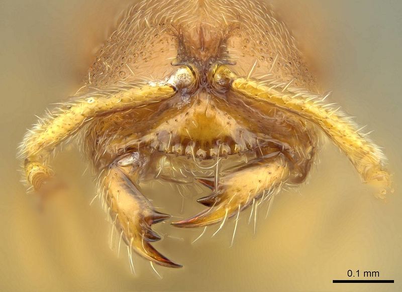 File:Prionopelta subtilis casent0033641 h 2 high.jpg