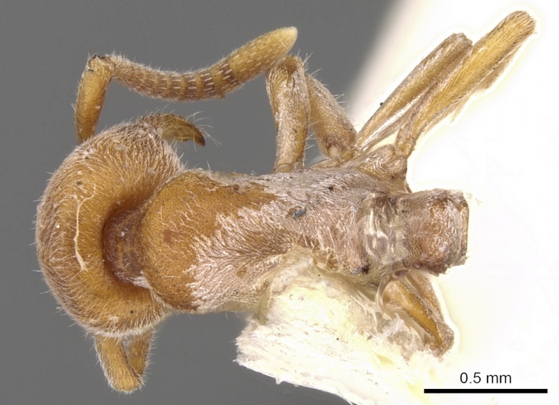 File:Proceratium melinum D casent0281856.jpg