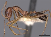 Aphaenogaster fabulosa casent0900457 p 1 high.jpg