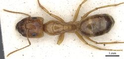 Camponotus crepusculi casent0903491 d 1 high.jpg