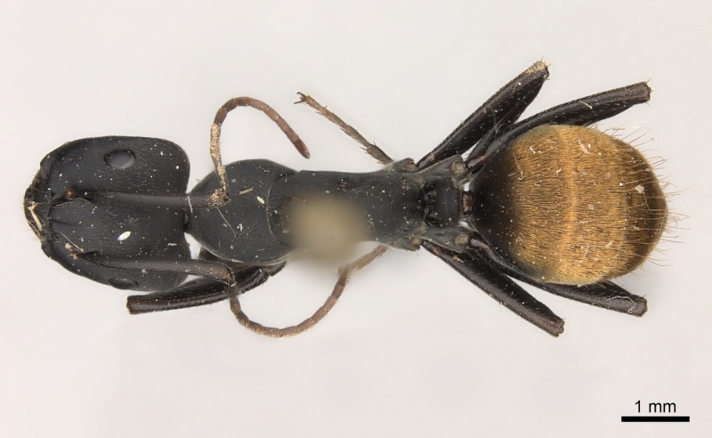 File:Camponotus spinolae casent0217706 d 1 high.jpg