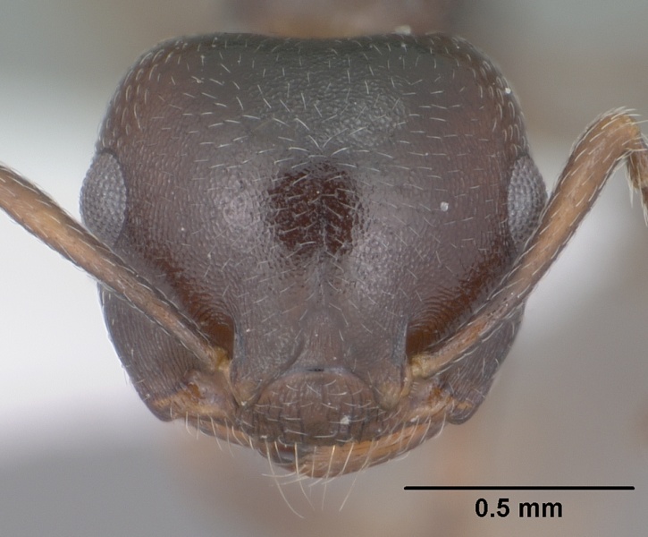 File:Crematogaster isolata casent0102832 head 1.jpg