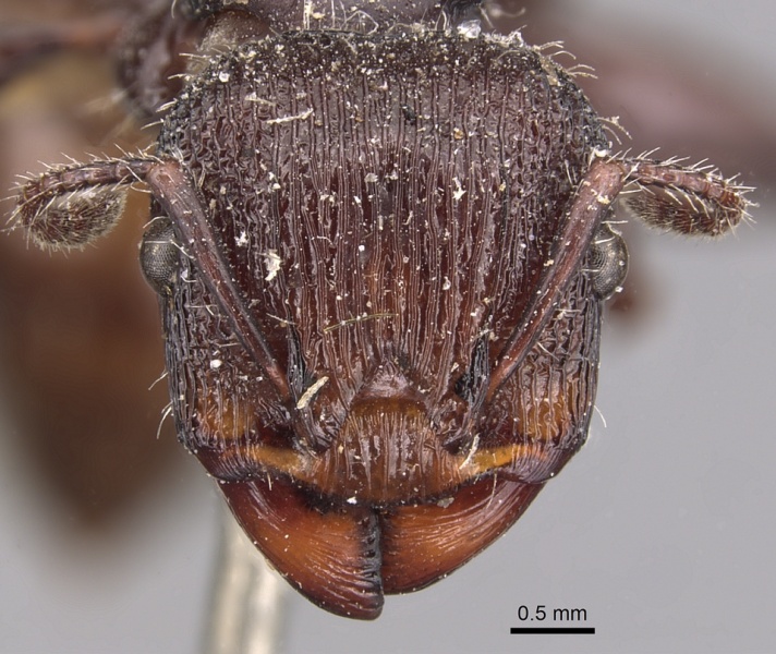 File:Podomyrma abdominalis casent0904705 h 1 high.jpg