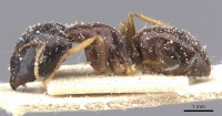 Camponotus agonius casent0911894 p 1 high.jpg