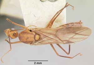 Camponotus maculatus casent0101355 dorsal 1.jpg