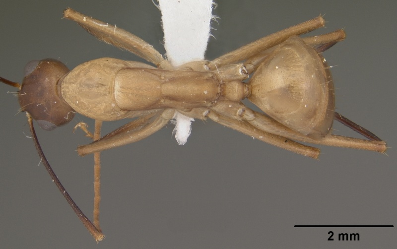 File:Camponotus ocreatus casent0102778 dorsal 1.jpg