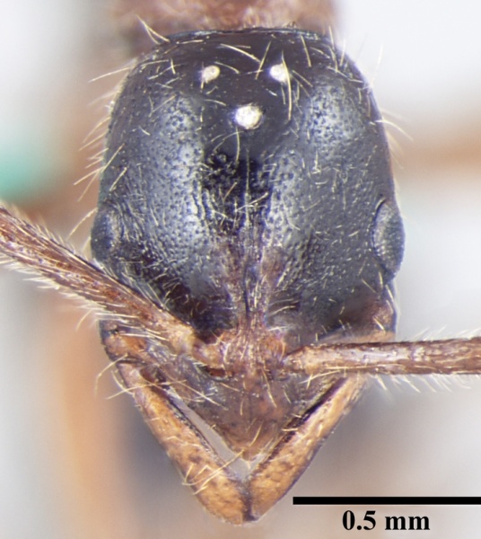 File:Leptogenys transitionis antweb1008006 h 1 high.jpg