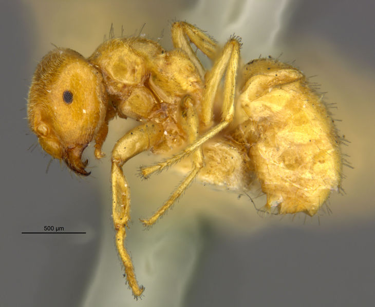 File:MCZ-ENT00021690 Lasius flavus var myops hal.jpg