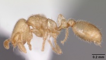 Solenopsis tonsa casent0104512 profile 1.jpg