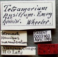 Tetramorium caldarium casent0003150 label 1.jpg
