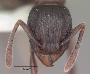 Tetramorium severini casent0102397 head 1.jpg