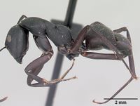 Camponotus ethicus casent0101388 profile 1.jpg