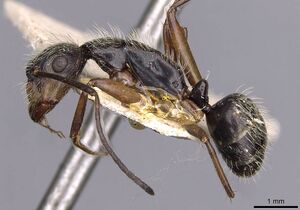 Camponotus lutzi casent0910000 p 1 high.jpg
