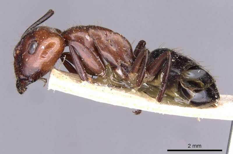 File:Camponotus picipes casent0910012 p 1 high.jpg