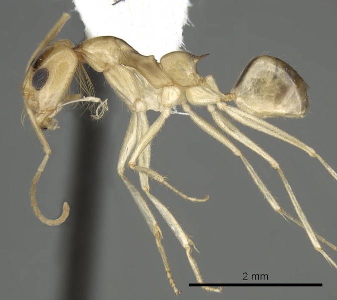 File:Dorymyrmex ensifer casent0249686 p 1 high.jpg