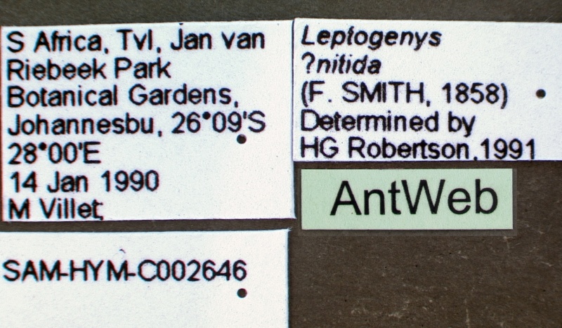 File:Leptogenys intermedia sam-hym-c002646b label 1.jpg