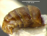 MCZ-ENT00021394 Myrmaphatetus filicornis halc.jpg