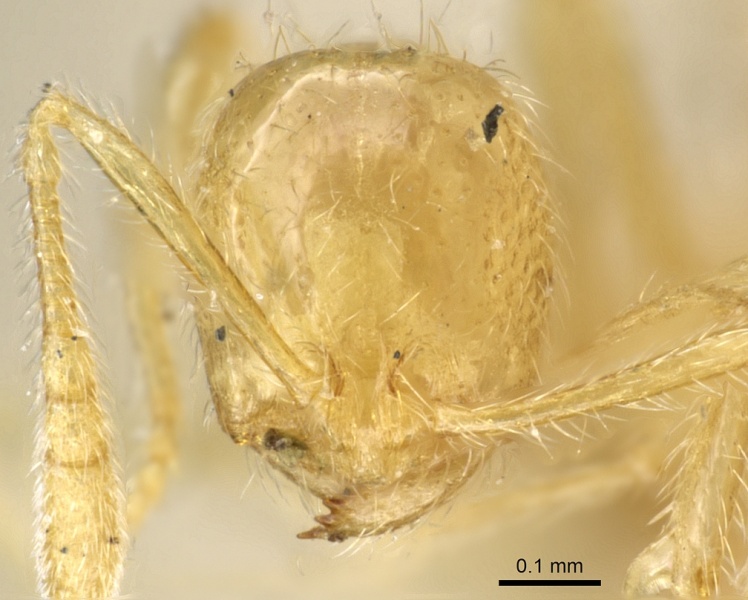 File:Monomorium australicum casent0904578 h 1 high.jpg