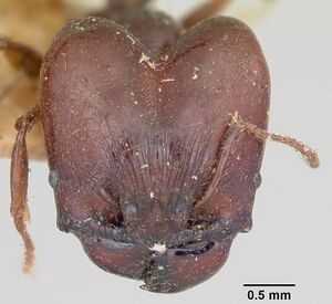 Pheidole longispinosa casent0101682 head 1.jpg