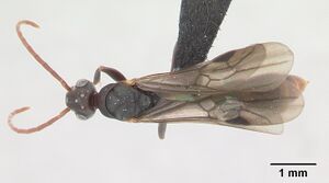 Platythyrea arthuri casent0132466 dorsal 1.jpg