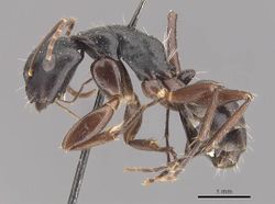 Camponotus buchholzi casent0910564 p 1 high.jpg
