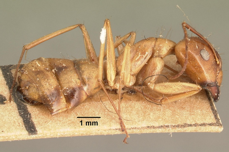 File:Camponotus hova mixtellus casent0101924 profile 1.jpg