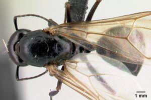 Camponotus liandia queen casent0053950 d.jpg