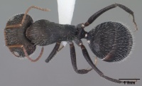 Camponotus ulcerosus casent0102784 dorsal 1.jpg